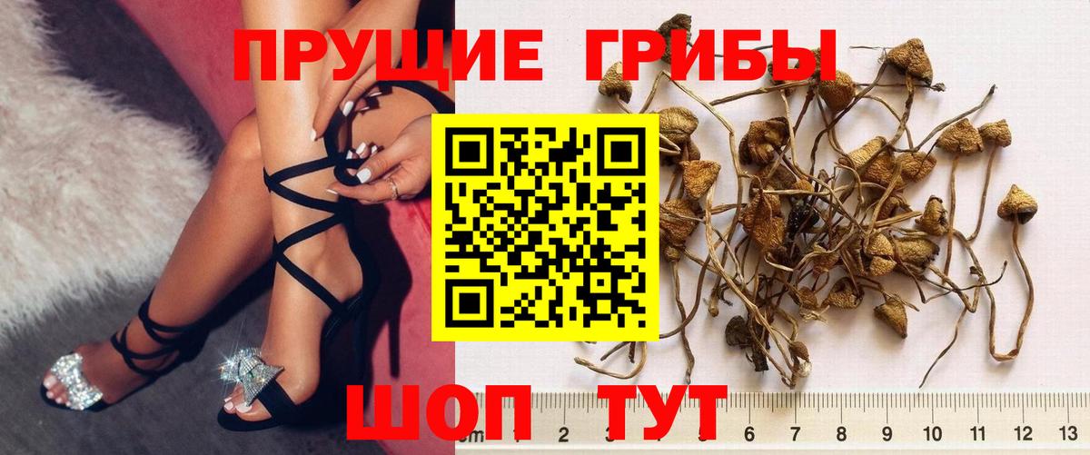 Псилоцибиновые грибы Psilocybe Заводоуковск